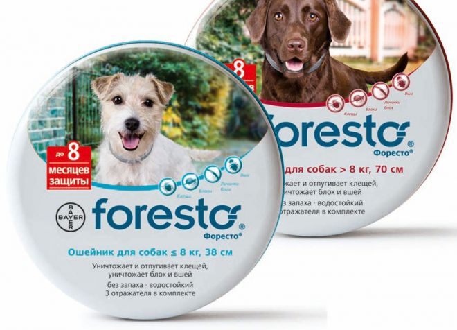 форесто от демодекоза у собак форесто от демодекоза у собак