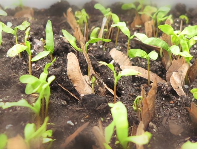 как размножить клен остролистный семенами как размножить клен остролистный семенами