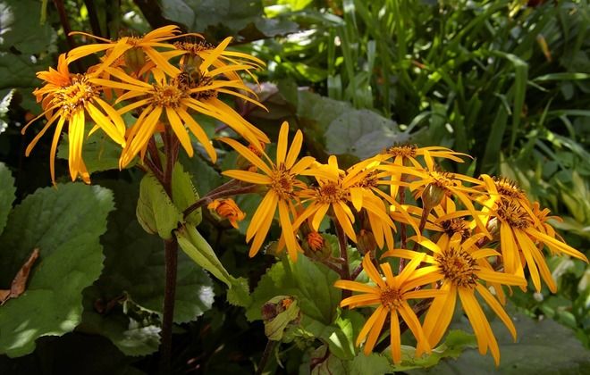 как зимует бузульник зубчатый как зимует бузульник зубчатый