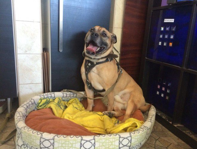 какую лежанку лучше выбрать для кадебо какую лежанку лучше выбрать для кадебо