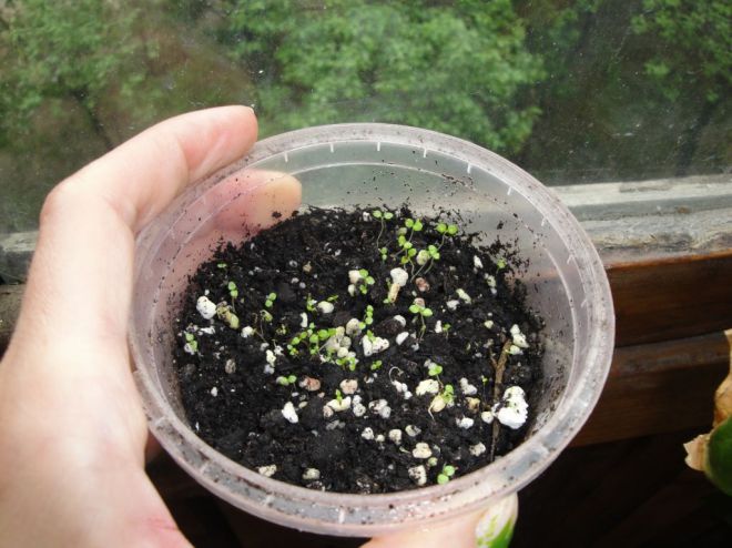 Кампанула из семян в домашних условиях Кампанула из семян в домашних условиях