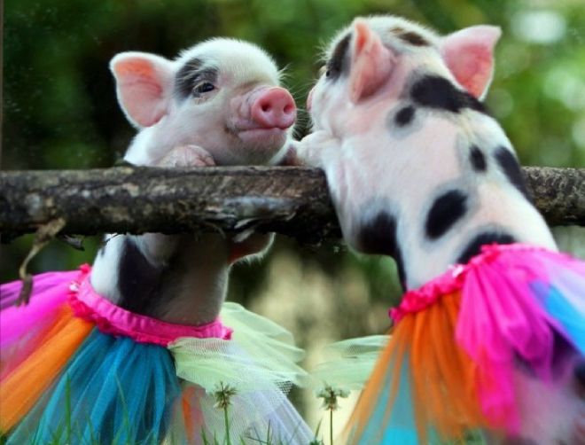 клетка для мини-пига клетка для мини-пига