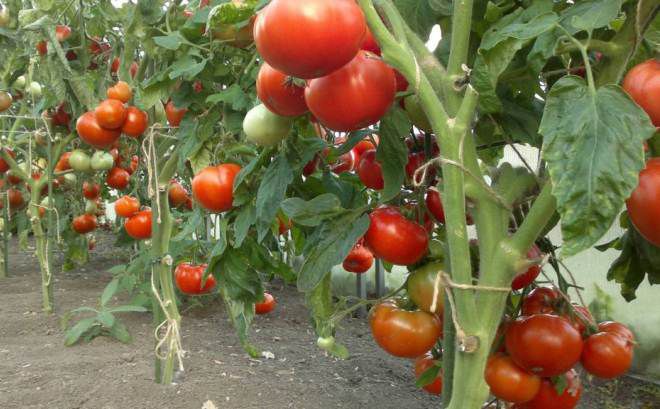 когда прекращать полив помидор в открытом грунте когда прекращать полив помидор в открытом грунте