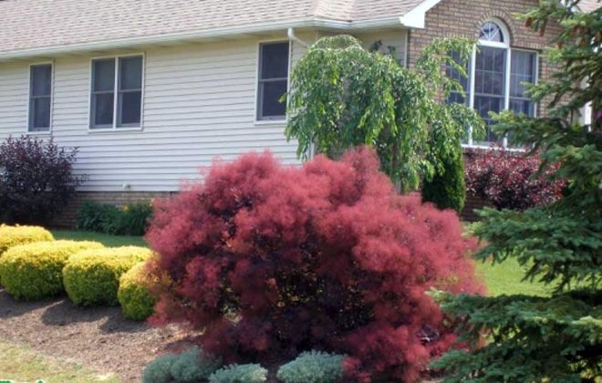 когда сажать скумпию кожевенную когда сажать скумпию кожевенную