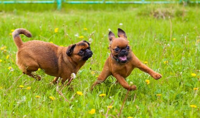 намордник для пти брабансона намордник для пти брабансона