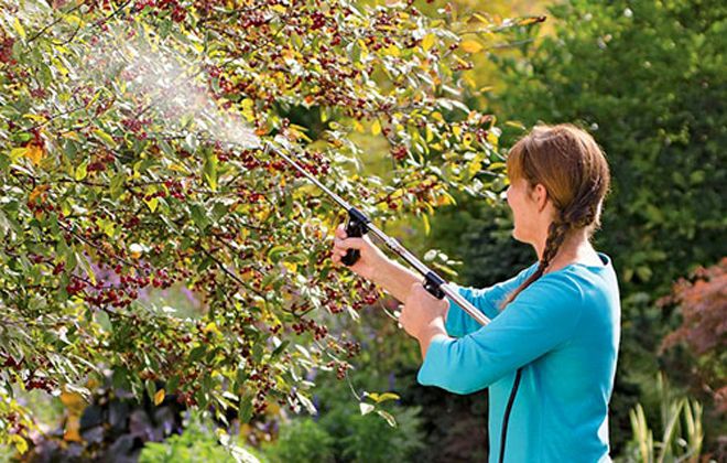 народные средства от тли на вишне народные средства от тли на вишне