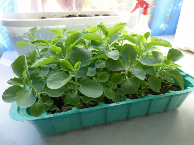 посадка капусты посадка капусты