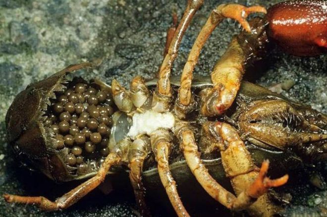 размножение раков в аквариуме размножение раков в аквариуме
