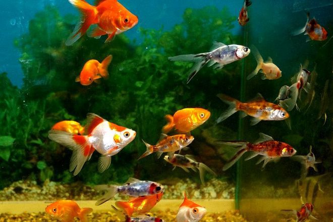 с кем уживаются рыбы попугаи с кем уживаются рыбы попугаи