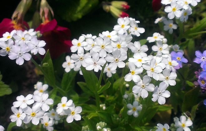 альпийская незабудка альпийская незабудка