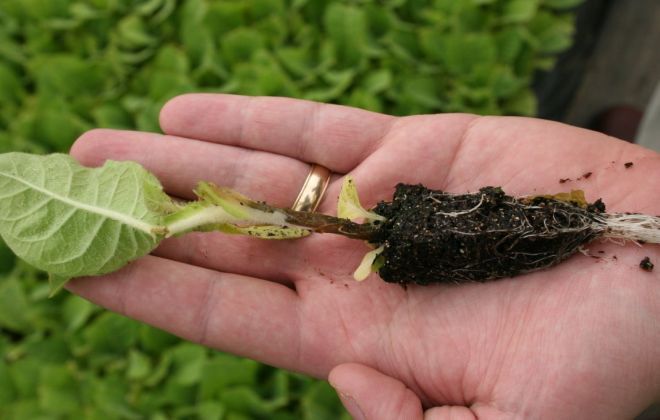 Болезни Павловнии черная ножка Болезни Павловнии черная ножка