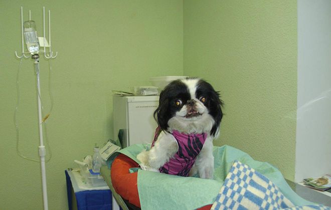 болезни породы хин болезни породы хин