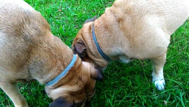 чем кормить кадебо чем кормить кадебо