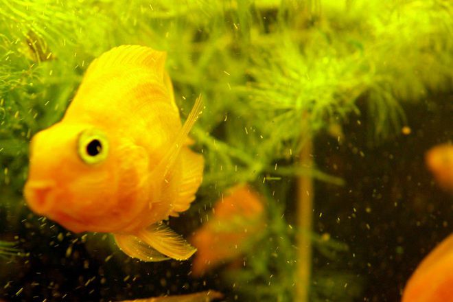 чем кормить рыб попугаев чем кормить рыб попугаев