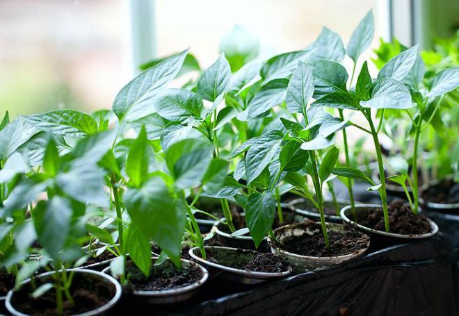 грунт для рассады перцев грунт для рассады перцев