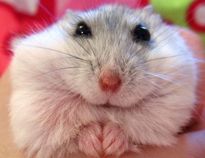 хомяк хомяк