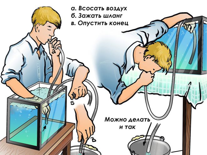 Как делать подмену воды в аквариуме Как делать подмену воды в аквариуме