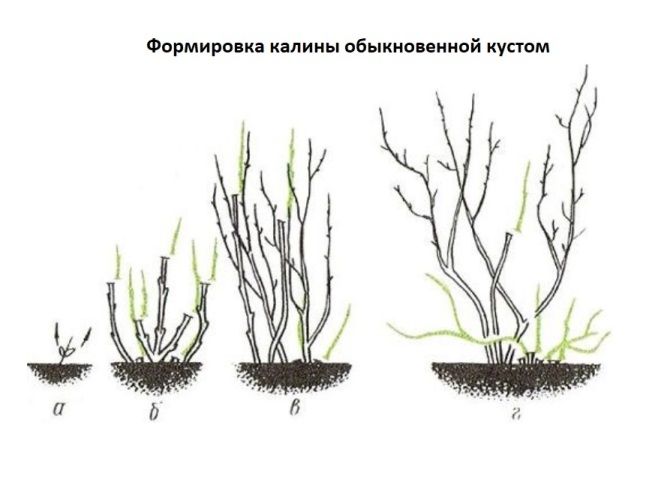 как формировать калину обыкновенную как формировать калину обыкновенную