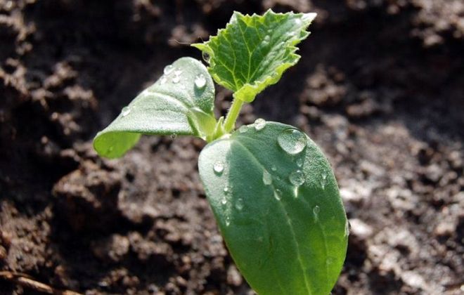 как поливать рассаду огурцов как поливать рассаду огурцов