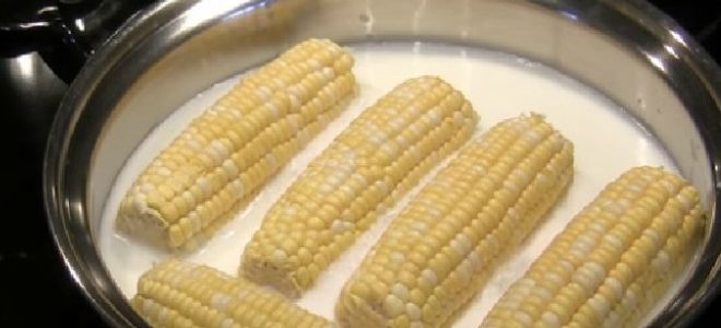 как варить кукурузу в молоке как варить кукурузу в молоке