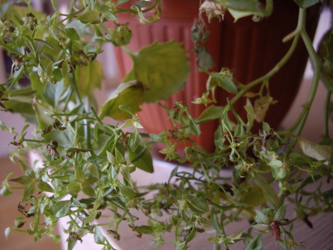 Кампанула засохла как оживить Кампанула засохла как оживить