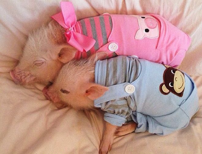 клички для мини-пигов клички для мини-пигов