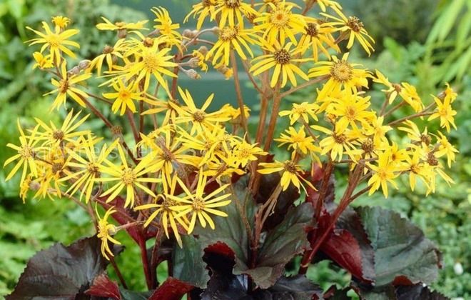 размножение бузульника размножение бузульника