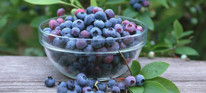 химический состав ирги