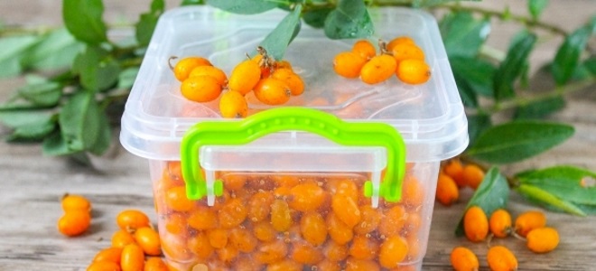 как заморозить облепиху на зиму для чая