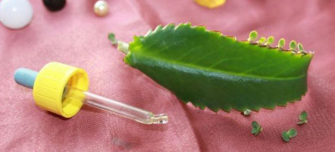 каланхоэ от кашля