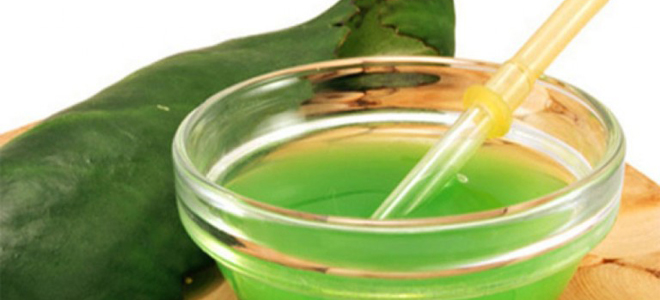 каланхоэ при гайморите