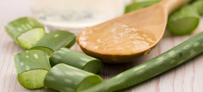 каланхоэ применение в народной медицине