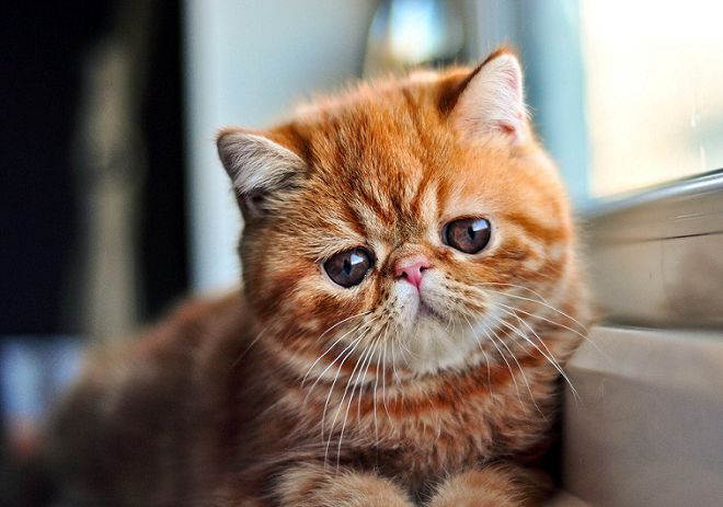кот экзот