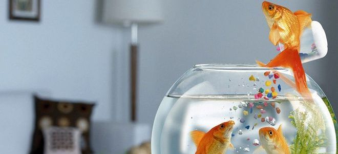 обонятельный вектор