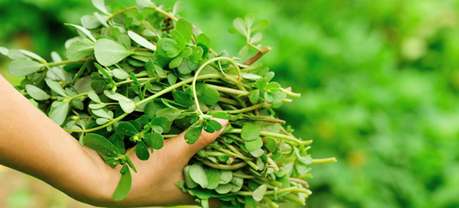 портулак при диабете