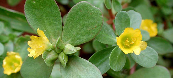 портулак применение в народной медицине