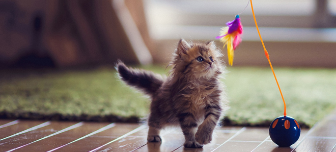 разведение породистых кошек как бизнес