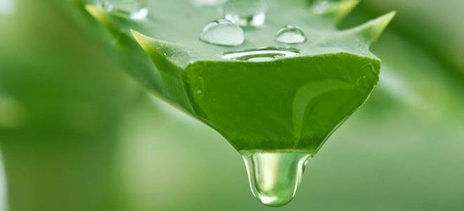 сок каланхоэ от насморка