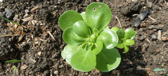 трава портулак