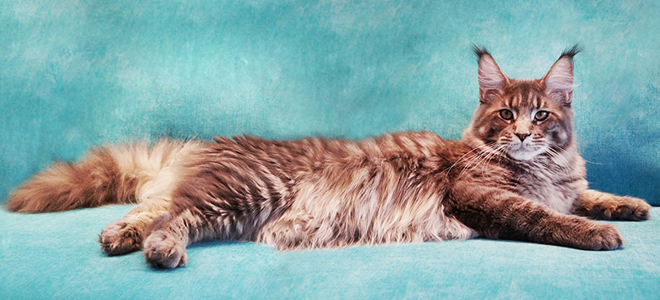 выгодно ли разводить породистых кошек